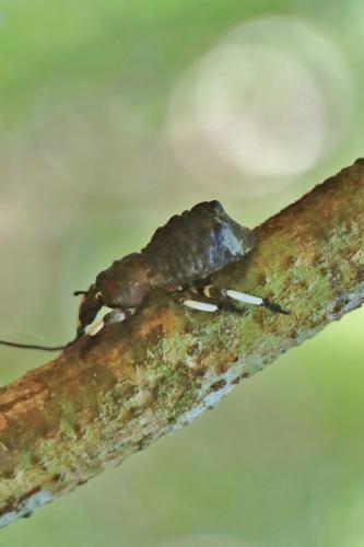 Rhytidophloeus sp.